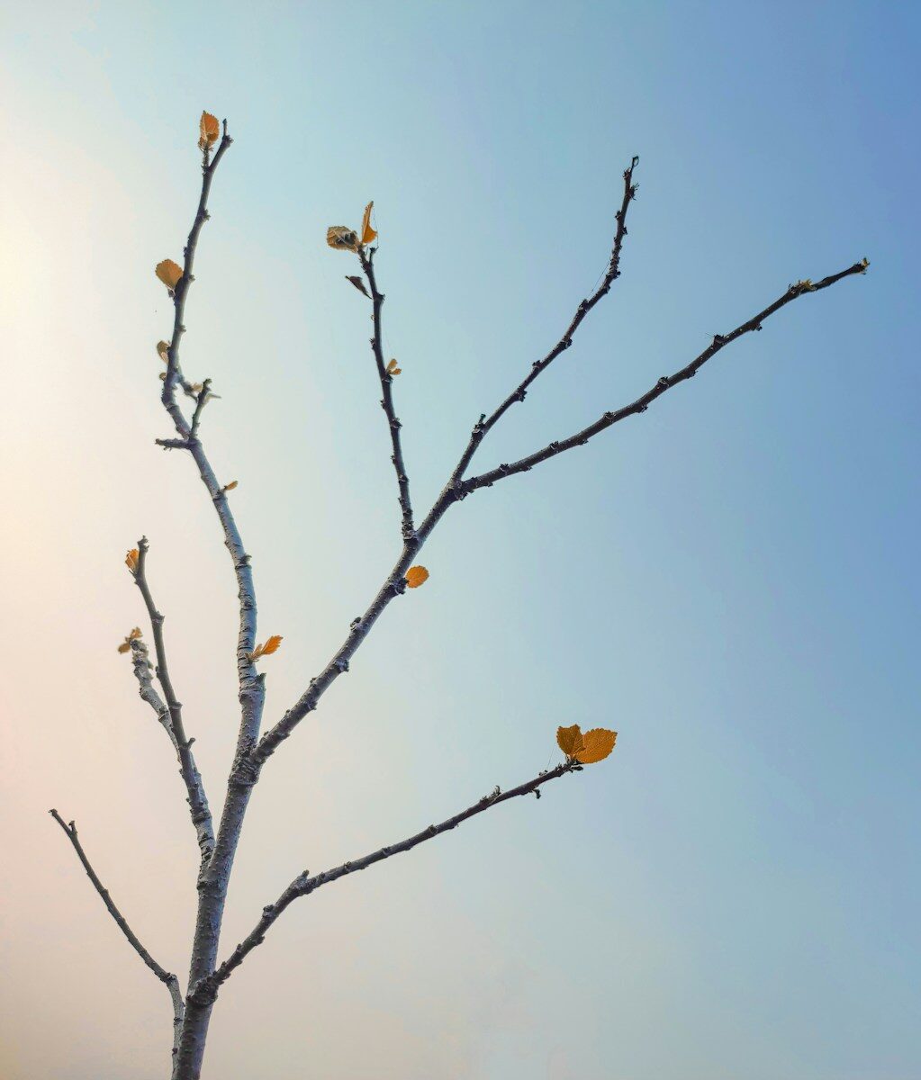 a bare tree with yellow leaves against a blue sky